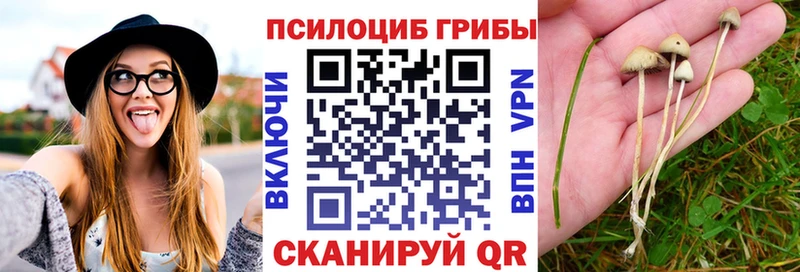 Галлюциногенные грибы Psilocybine cubensis  Углегорск 